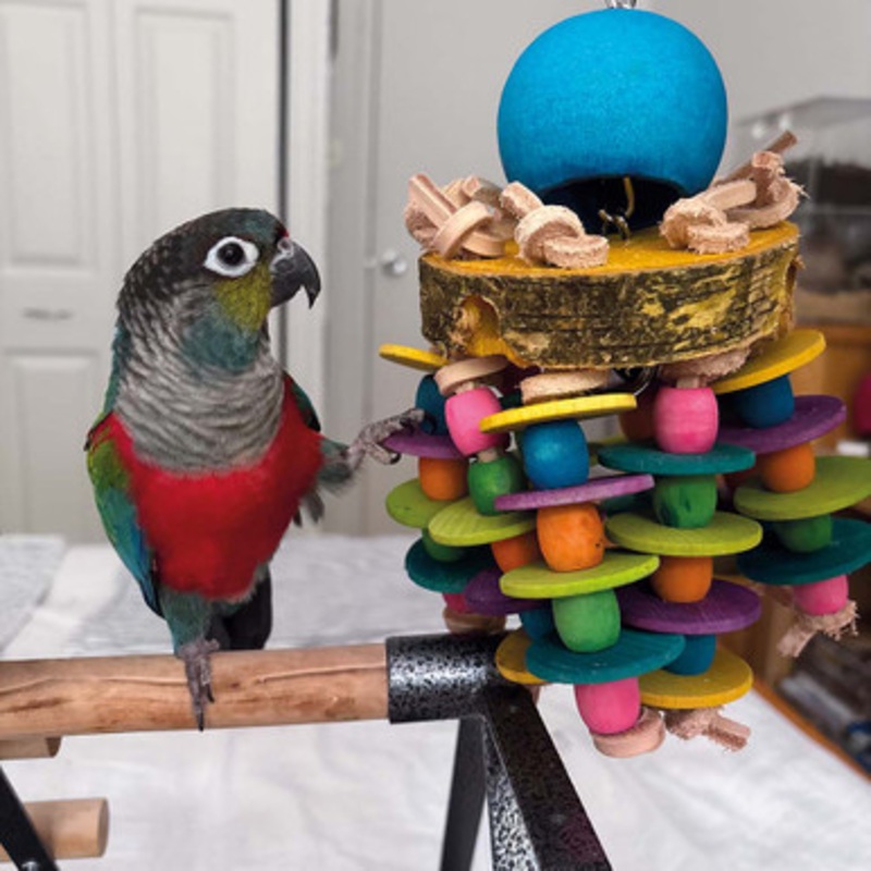 Alien Forager Wood and Leather Parrot Toy