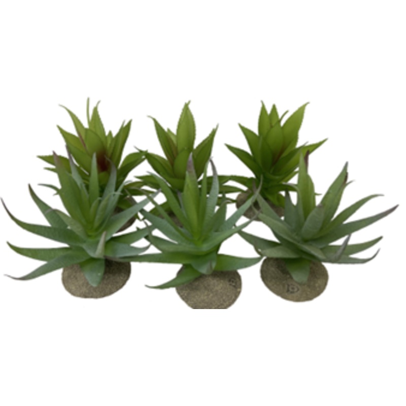 ALOE 1 X MIXED COLORS