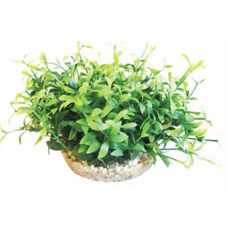 AMAZON VIVARIUM