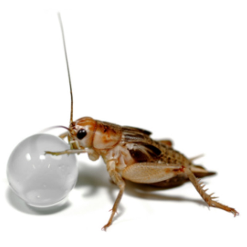 ABISTAT H2O BALLS 500g