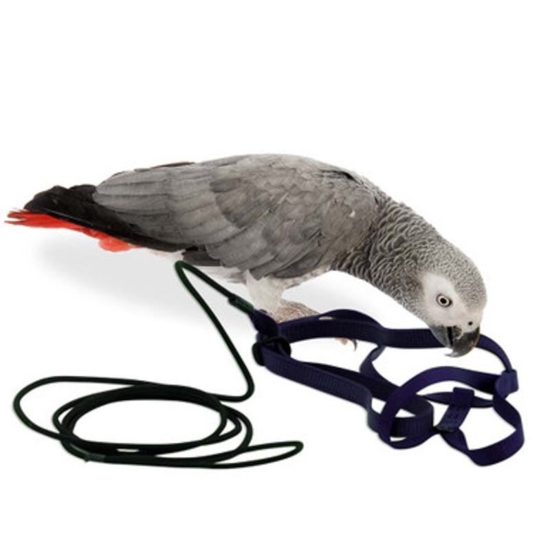The Aviator Parrot Harness – Medium