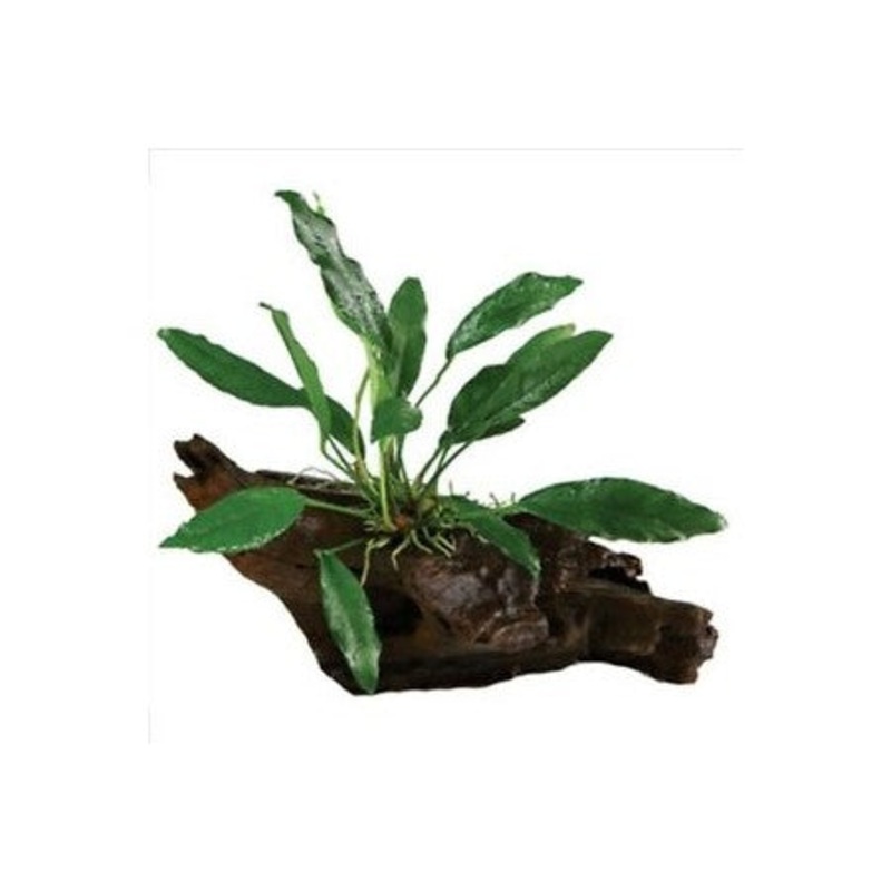 Anubias Driftwood